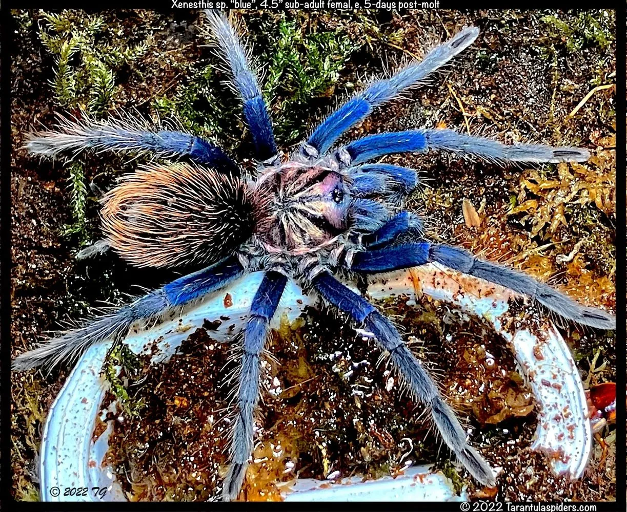 23656 tarantula species
