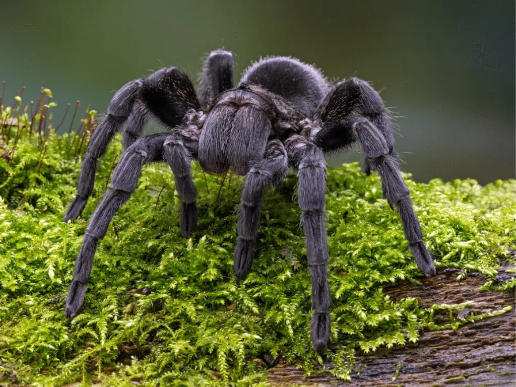 /img/23656-tarantula-vet-check.webp