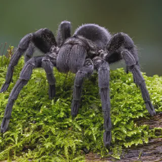 /img/23656-tarantula-vet-check.webp