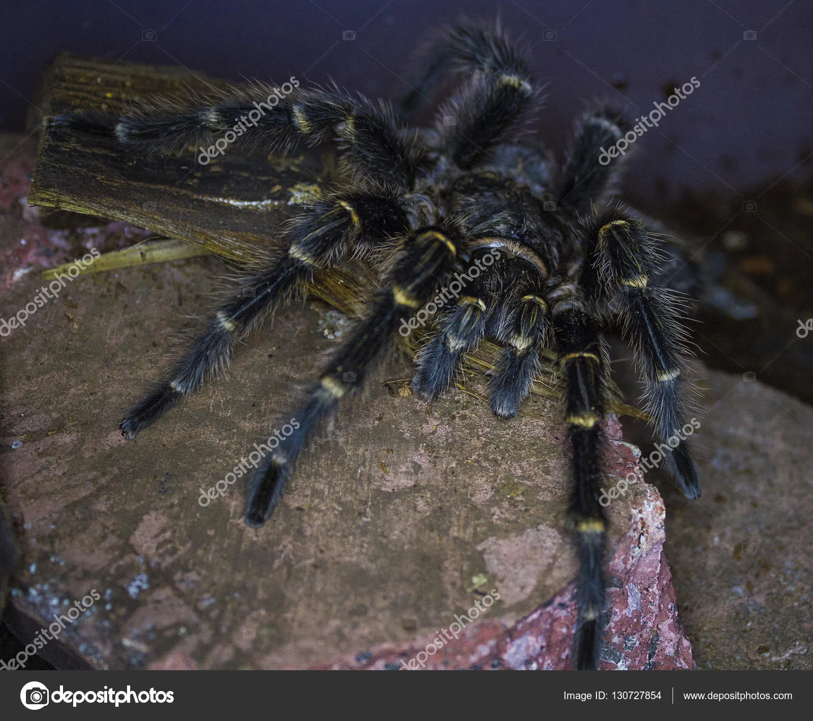 23657 white knee tarantula enclosure
