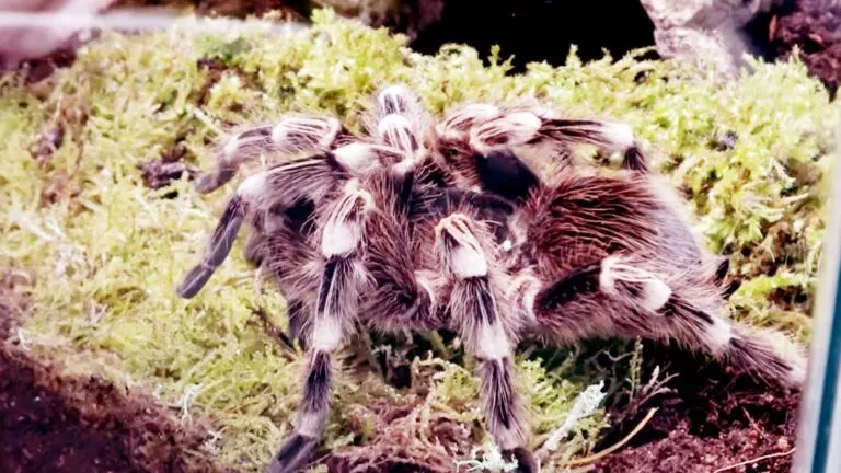 23657 white knee tarantula feeding