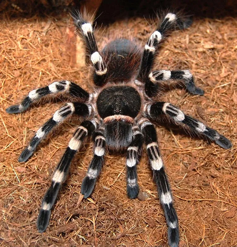 23657 white knee tarantula handling