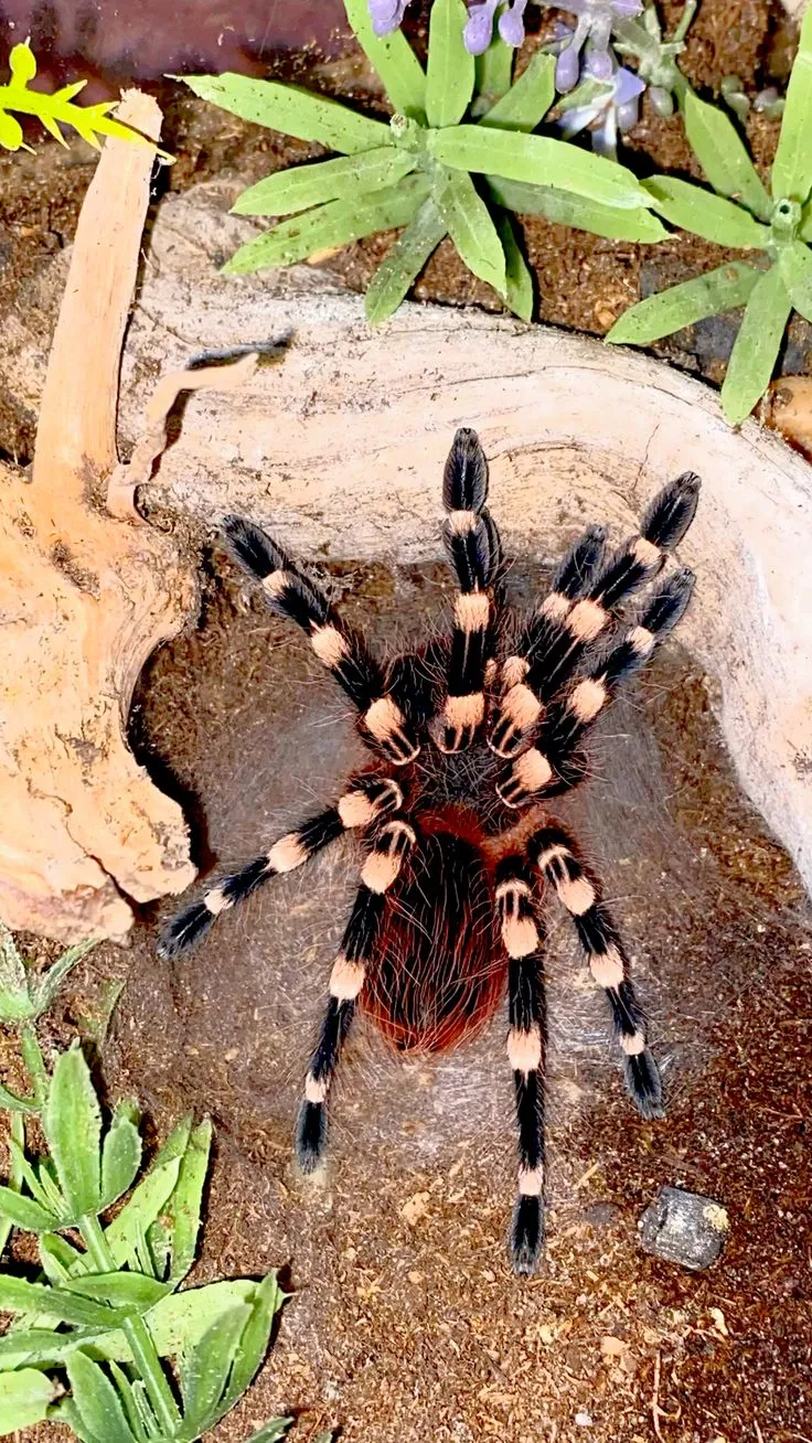 23657 white knee tarantula molting