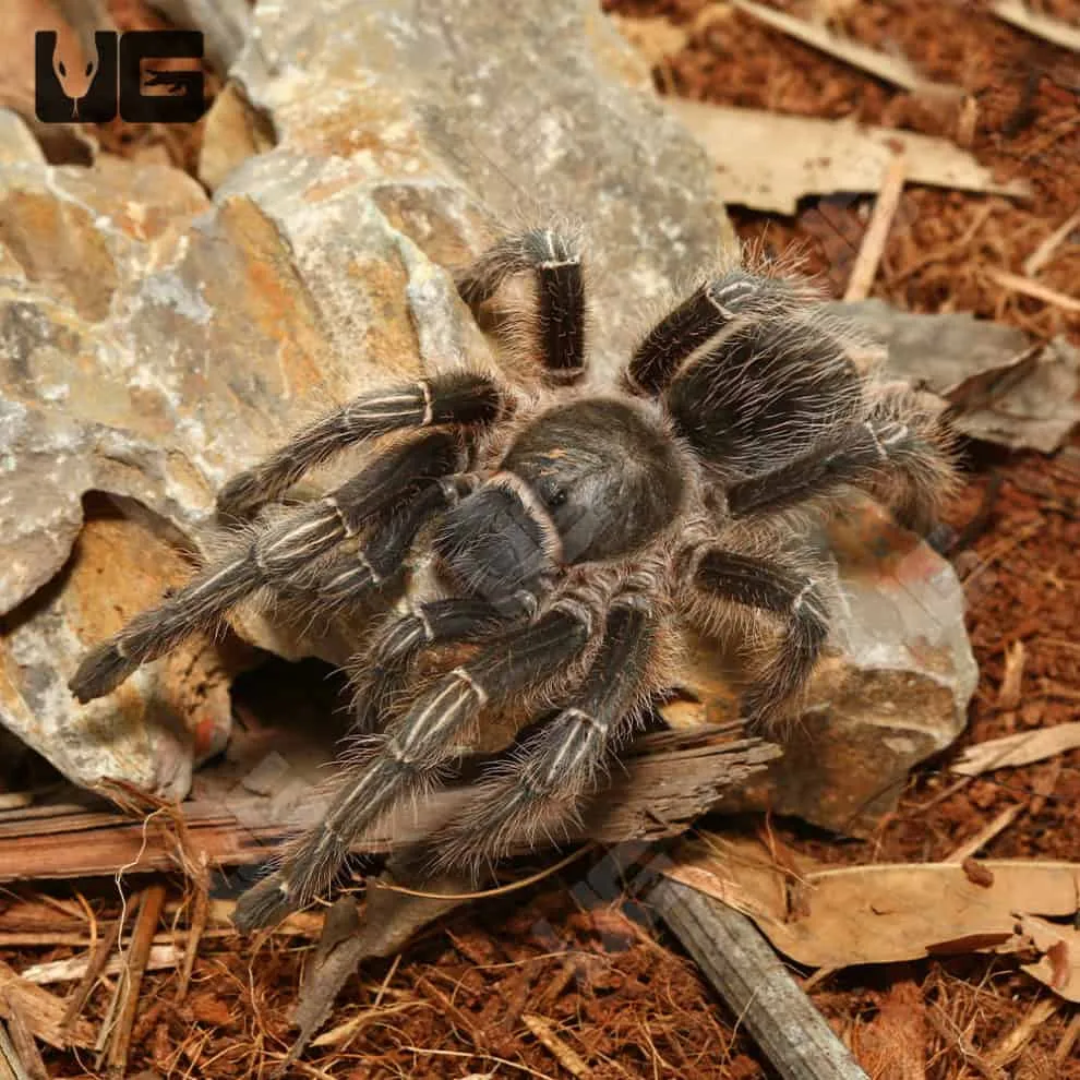 23657 white knee tarantula species