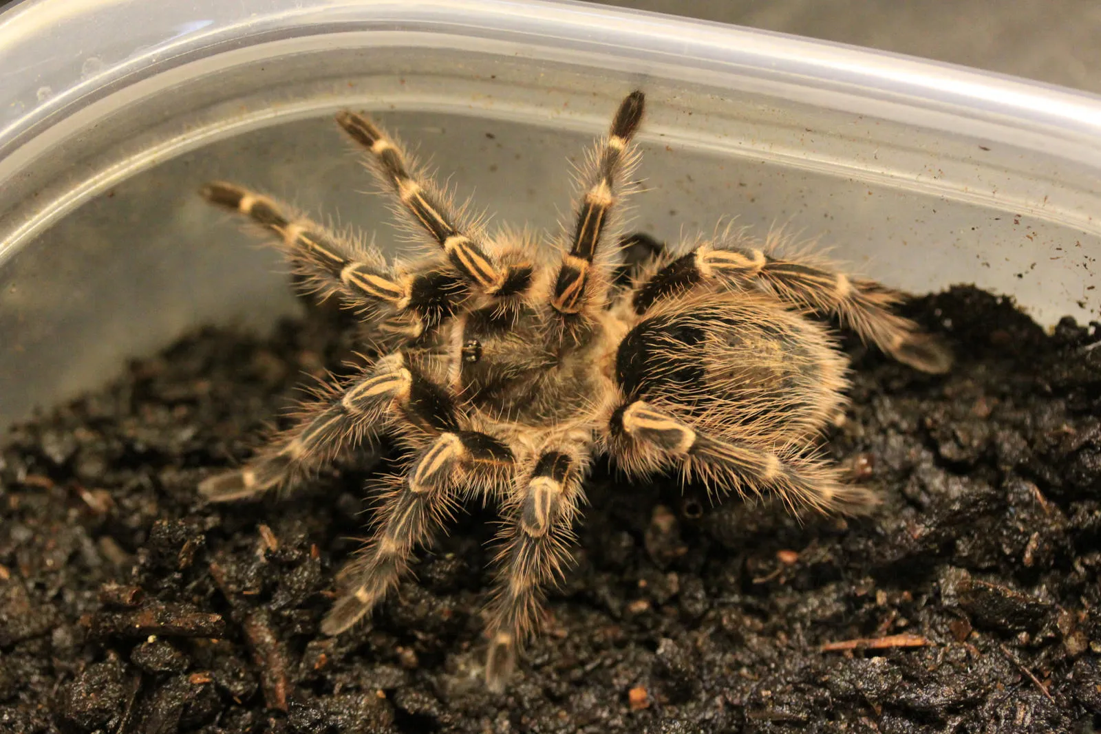 /img/23657-white-knee-tarantula-spiderling.webp