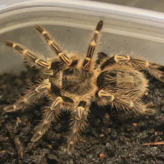 /img/23657-white-knee-tarantula-spiderling.webp