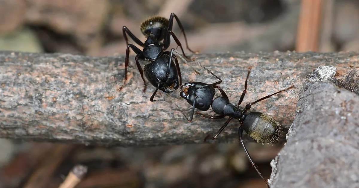 /img/23659-ant-trail.webp