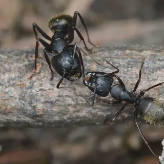/img/23659-ant-trail.webp