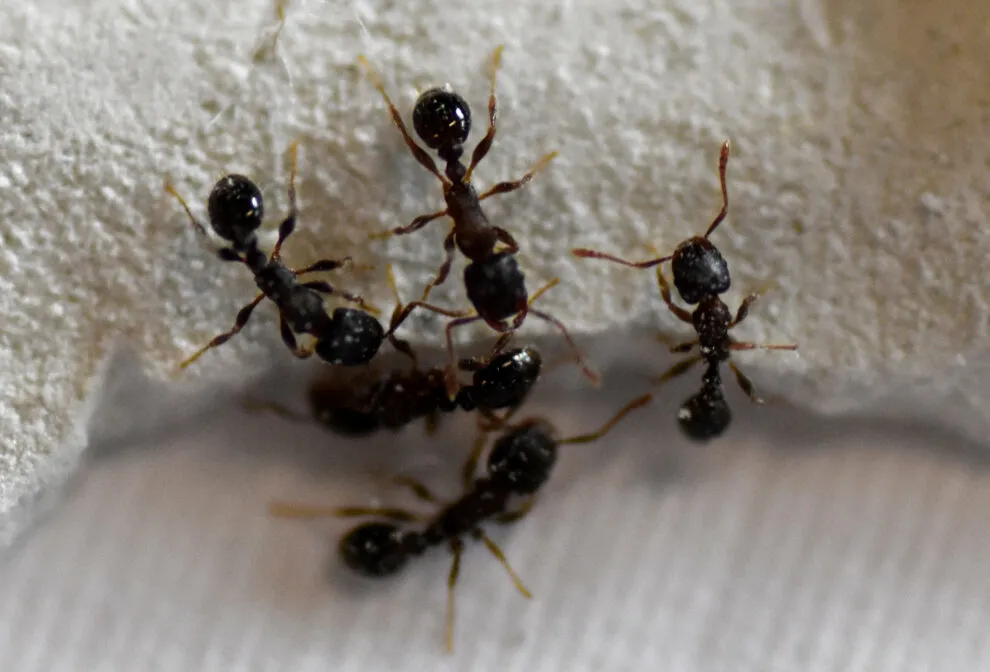 23659 ants attacking tarantula