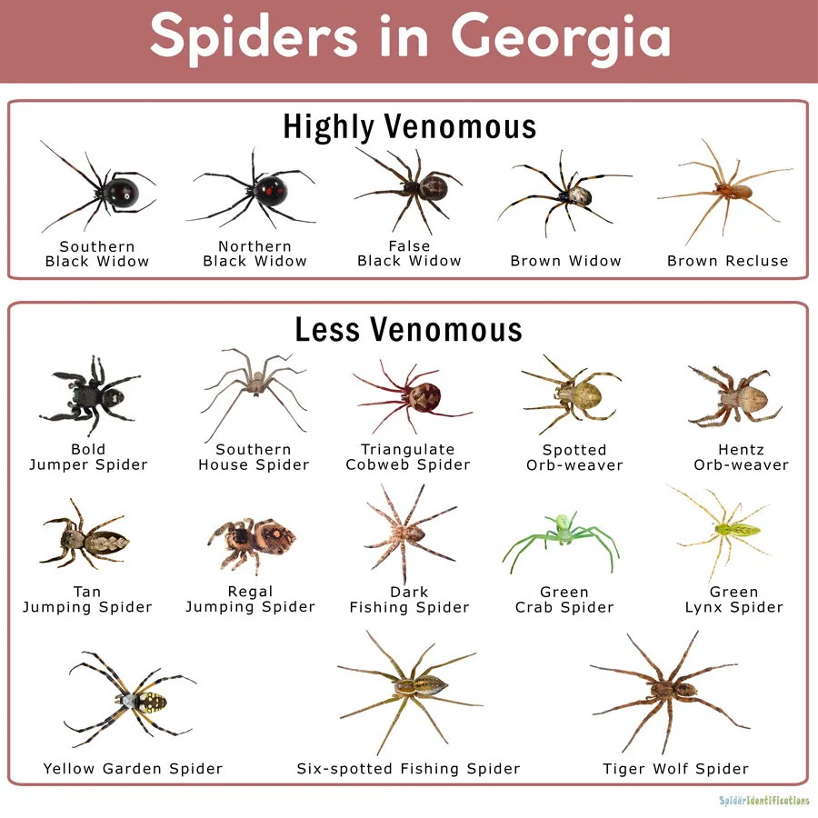 23662 spider bite effects