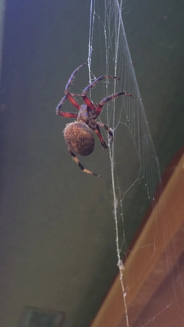 23662 spider geographic variation
