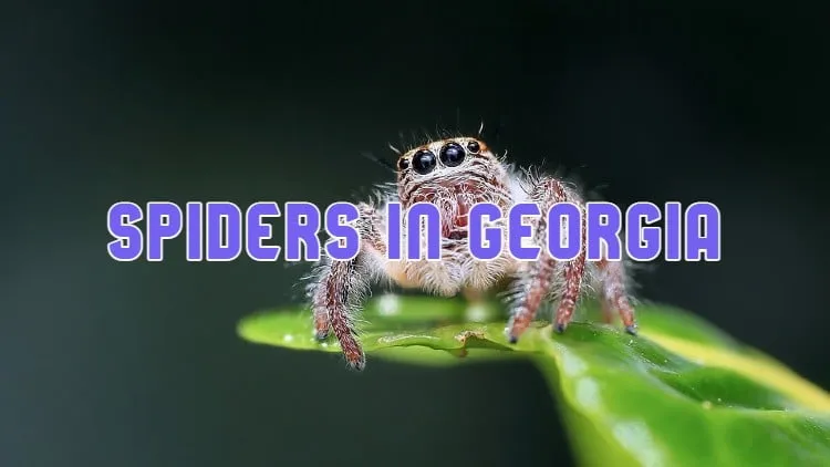 /img/23662-spider-habitat-conservation.webp
