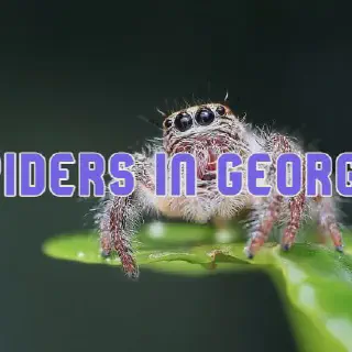/img/23662-spider-habitat-conservation.webp