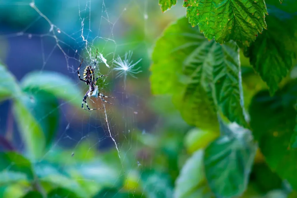 23662 tarantula spider behavior