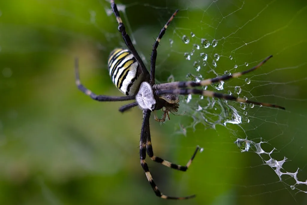 23662 tarantula spider georgia overview