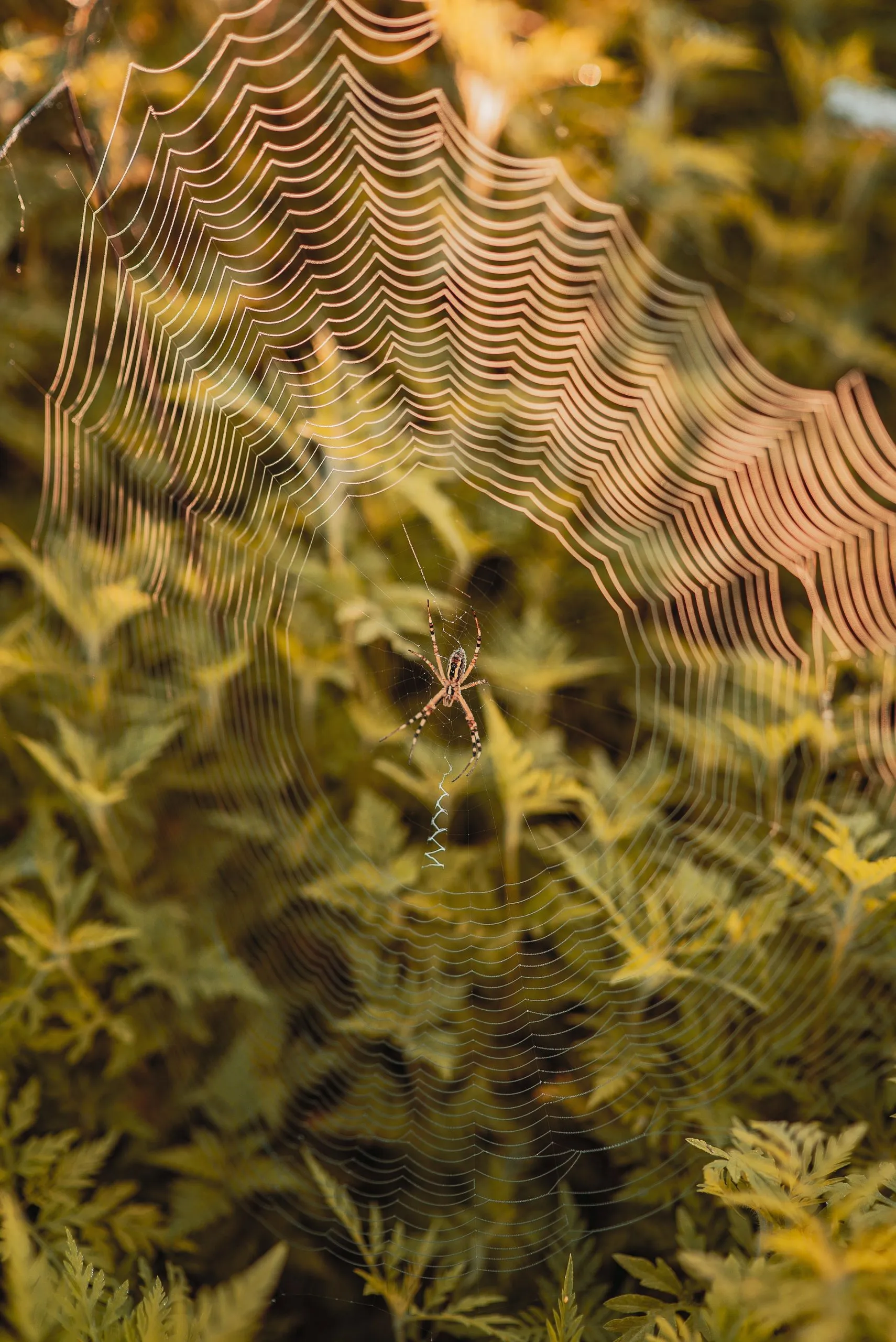 23662 tarantula spider habitat
