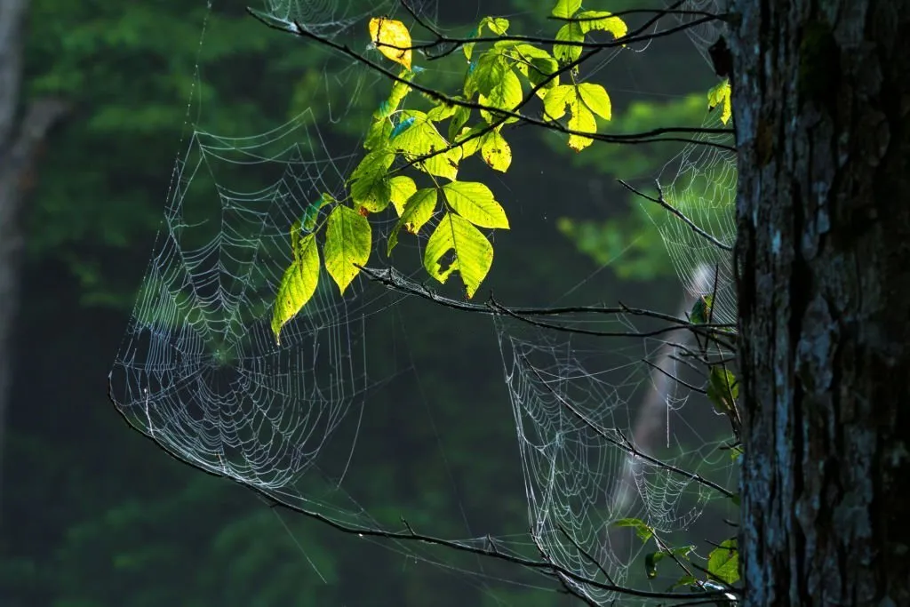 23662 tarantula spider misidentification