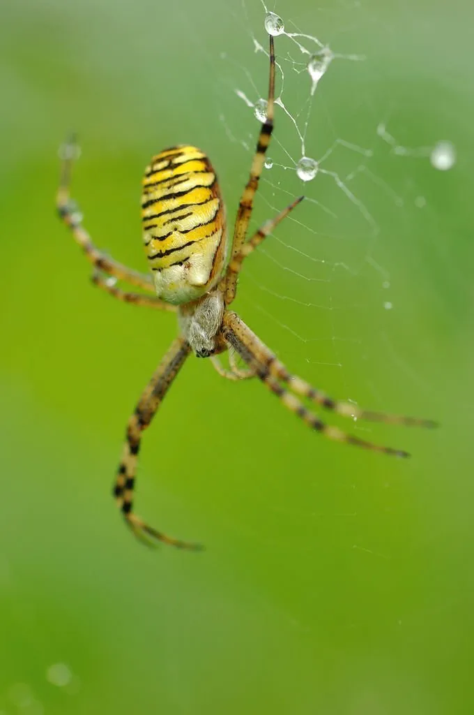 23662 tarantula spider size appearance