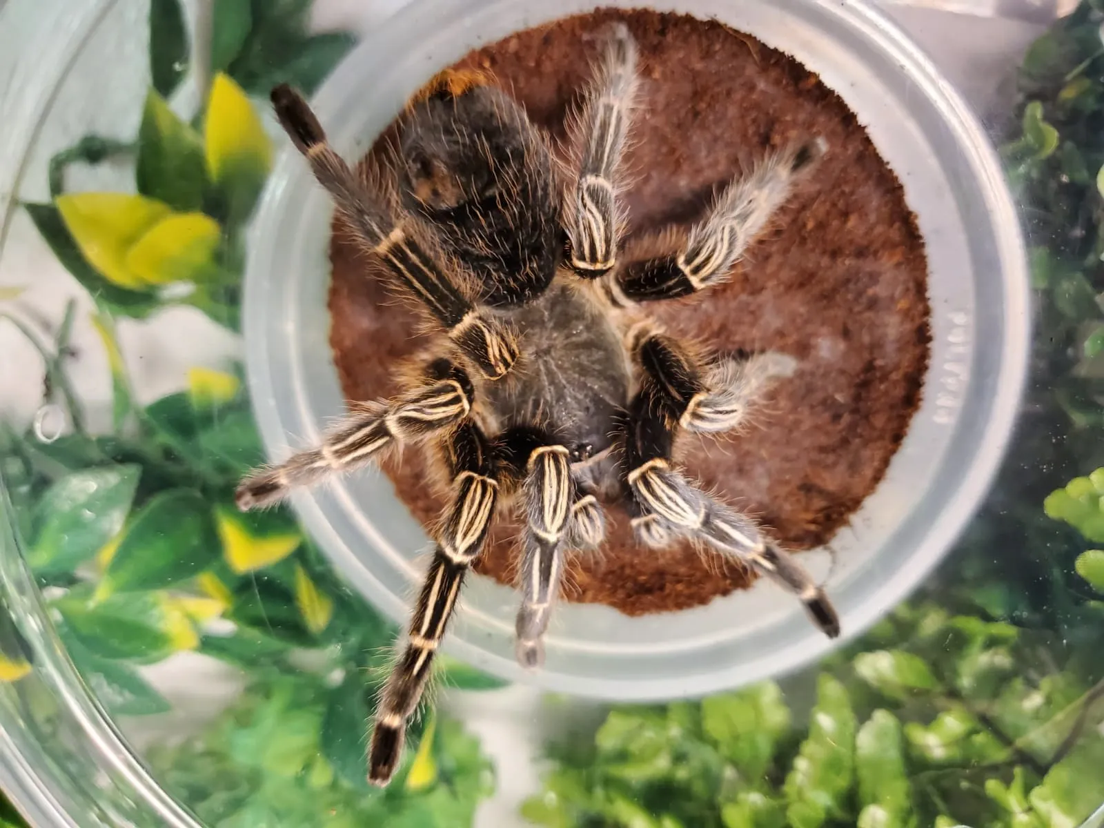 23663 striped knee tarantula cricket