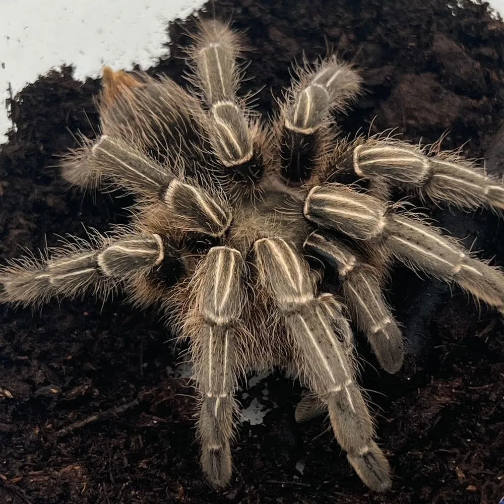 23663 striped knee tarantula feeding area