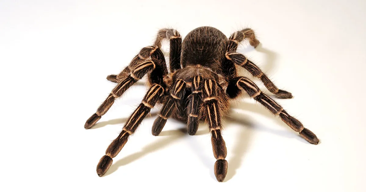 23663 striped knee tarantula feeding habit