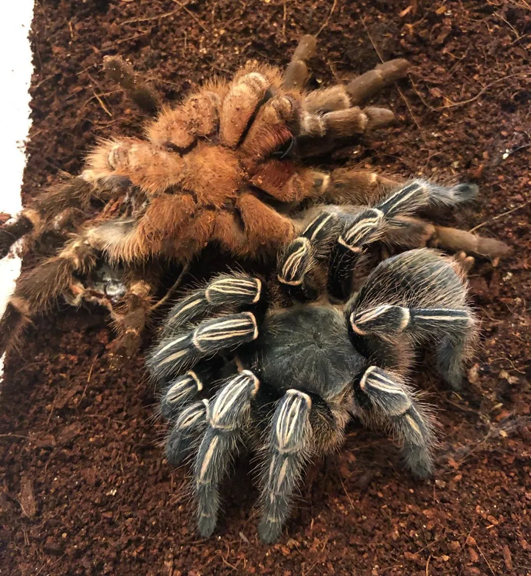 23663 striped knee tarantula insect