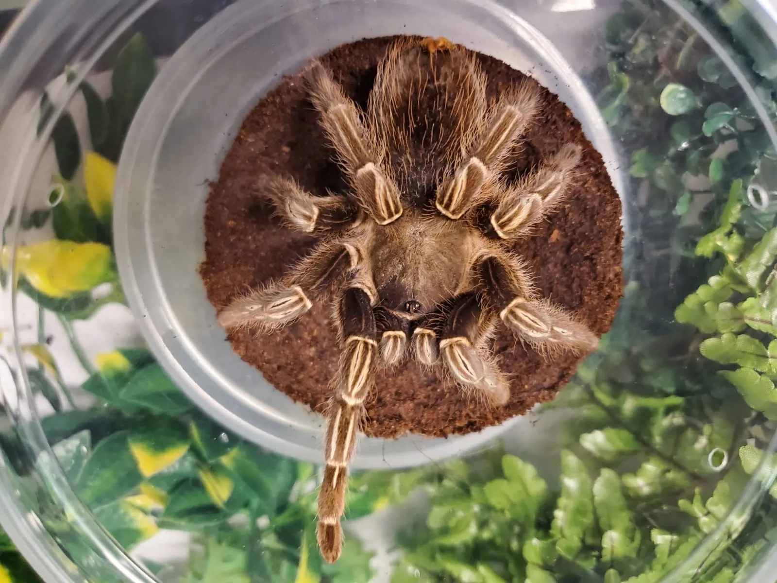 23663 striped knee tarantula mealworm