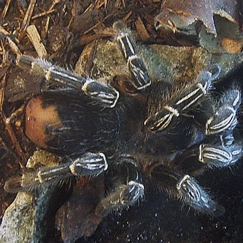 /img/23663-striped-knee-tarantula-refusing-food.webp