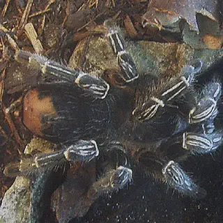 /img/23663-striped-knee-tarantula-refusing-food.webp