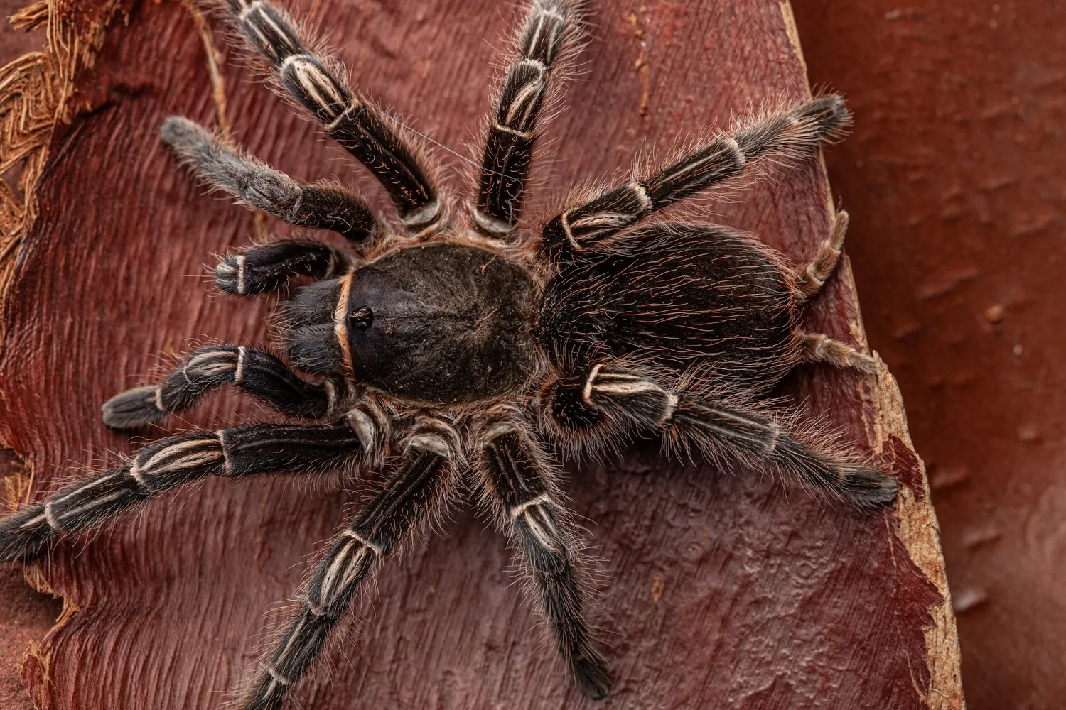 23663 striped knee tarantula water