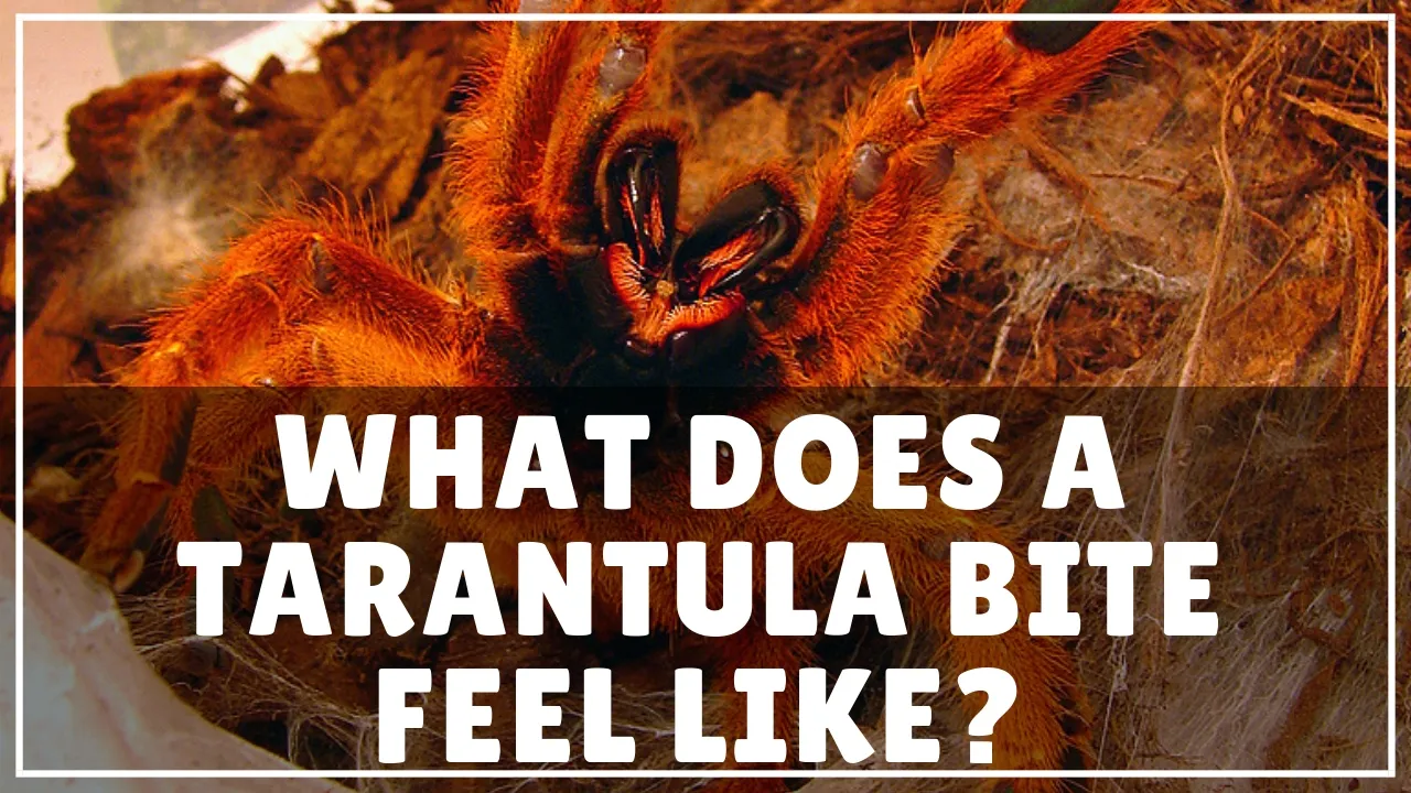 23664 tarantula bite allergic reaction symptoms