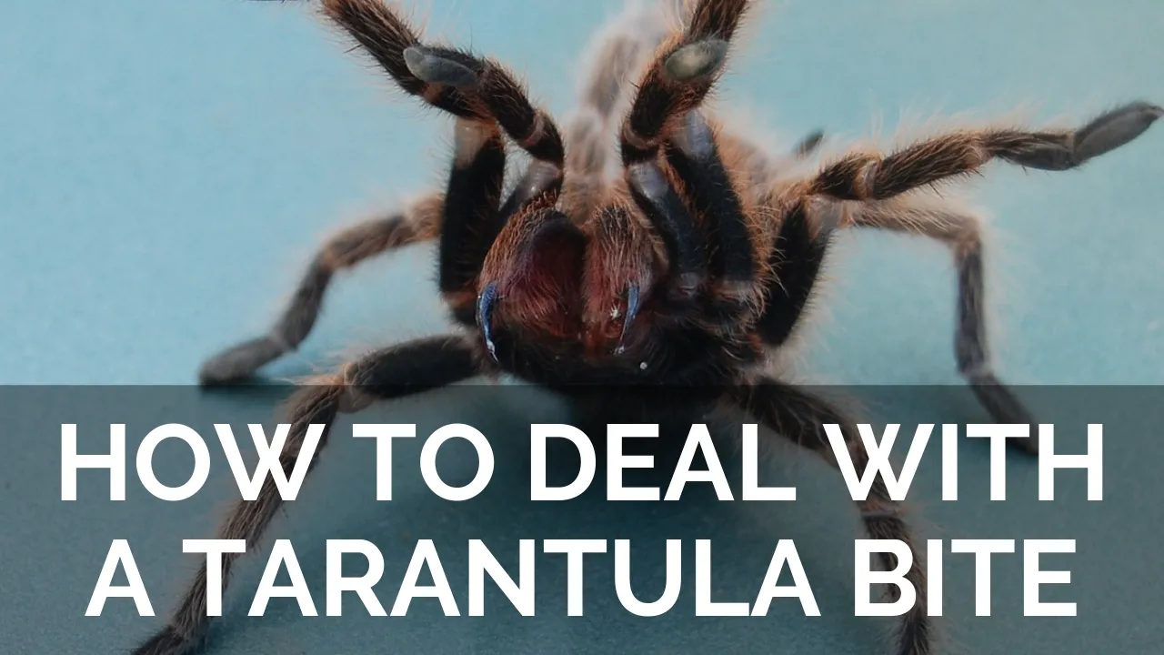 23664 tarantula handling safely