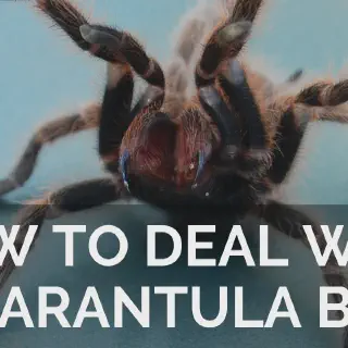 /img/23664-tarantula-safe-environment.webp