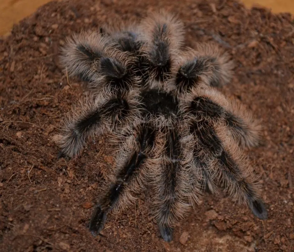 23665 curly hair tarantula feeding