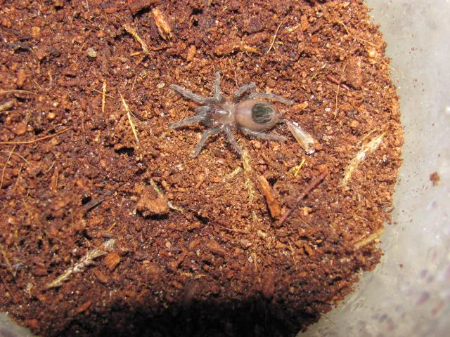 23665 feeding tarantula sling