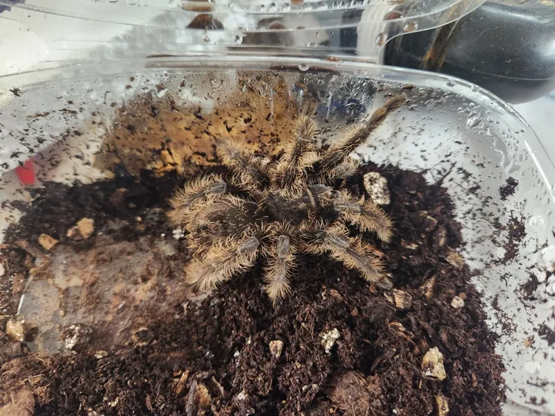 23665 molting tarantula sling