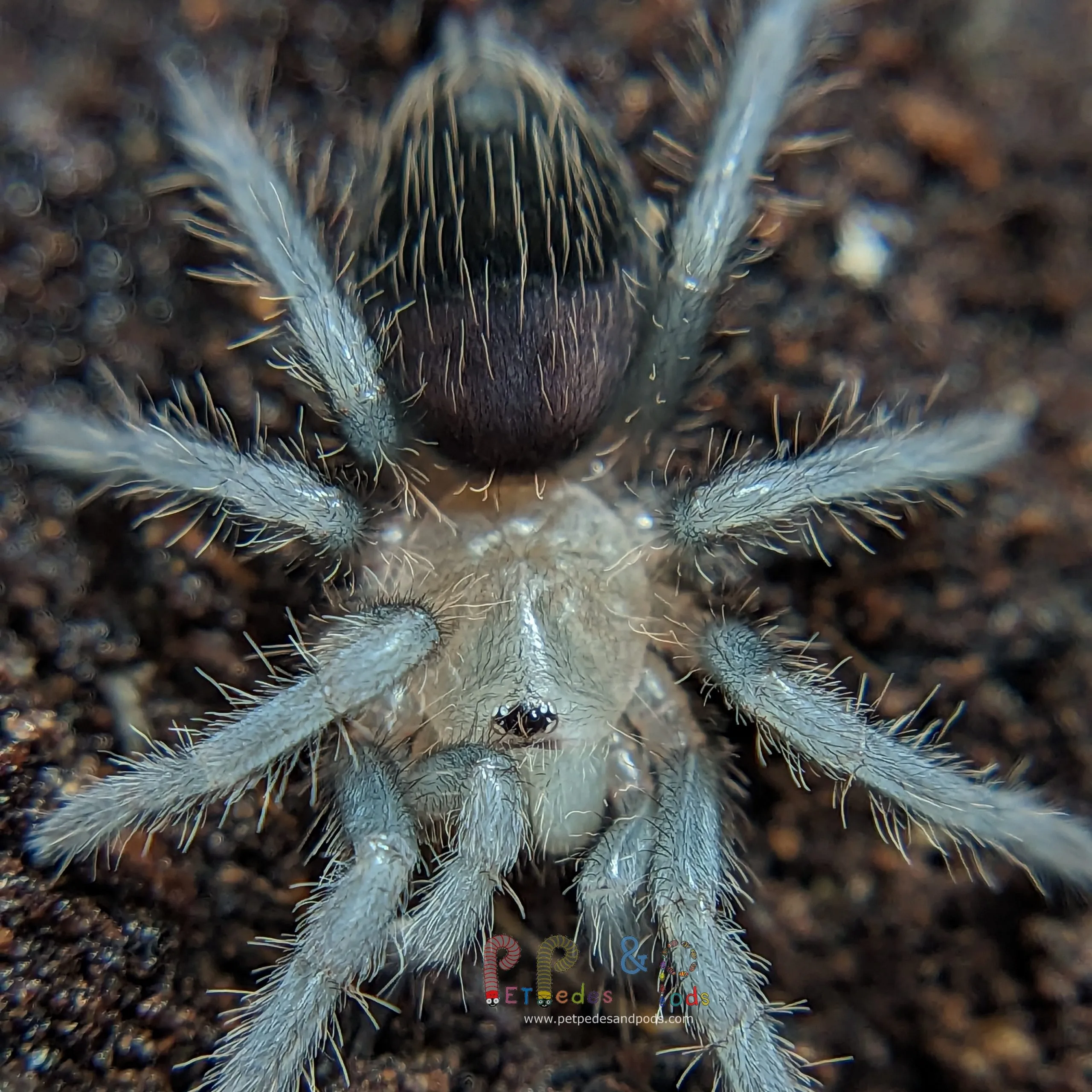 23665 tarantula sling habitat