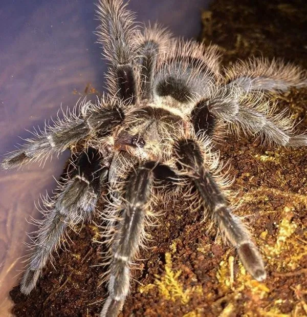 /img/23665-tarantula-sling-size.webp