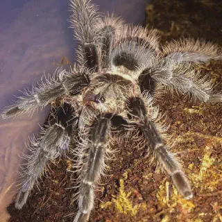 /img/23665-tarantula-sling-size.webp