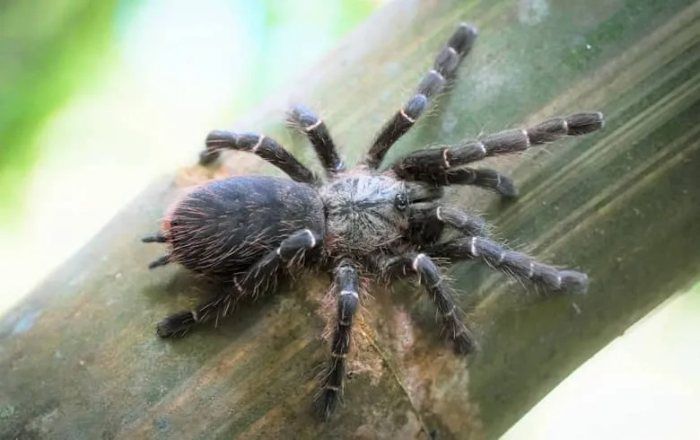 /img/23667-spider-feeding.webp