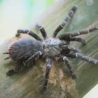 /img/23667-spider-feeding.webp