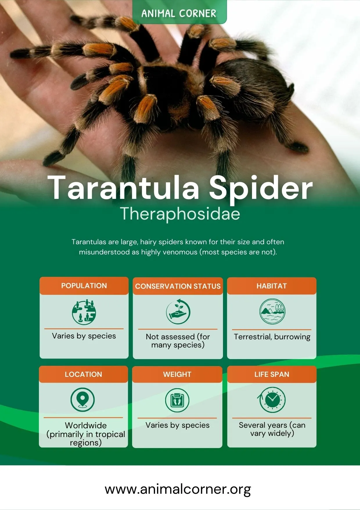 23667 tarantula habitat
