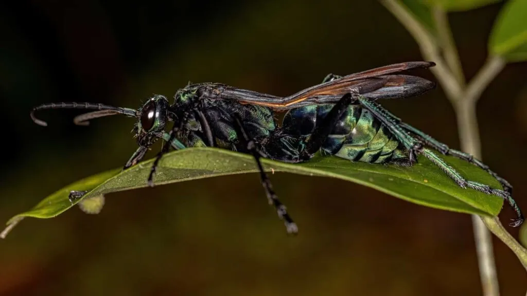 23674 tarantula hawk avoidance