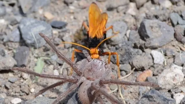 23674 tarantula hawk hunting