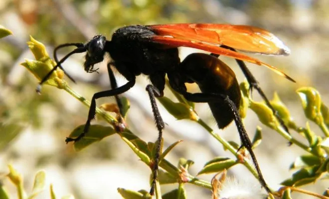 23674 tarantula hawk sting