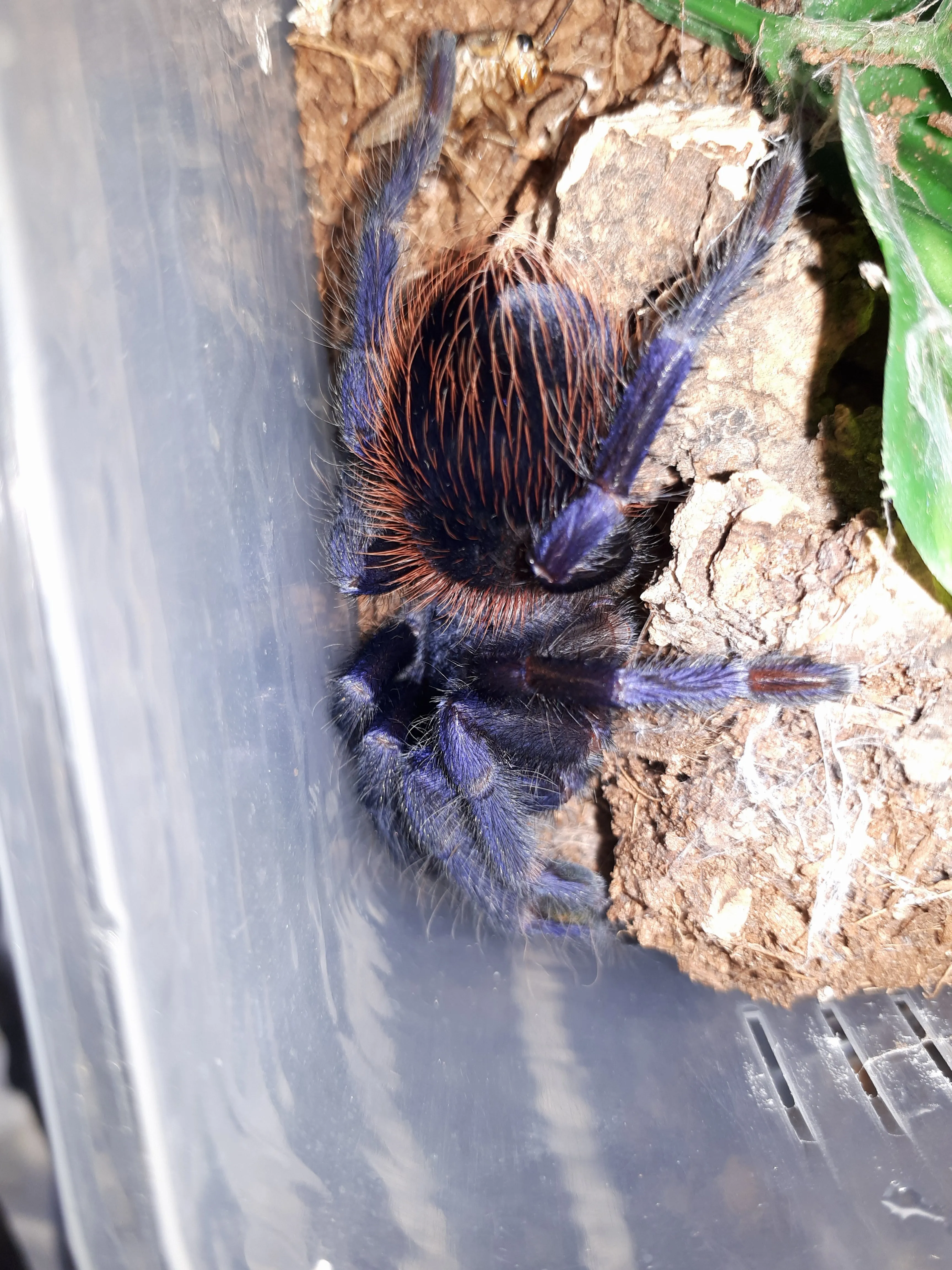 23675 brazilian blue tarantula enclosure ventilation