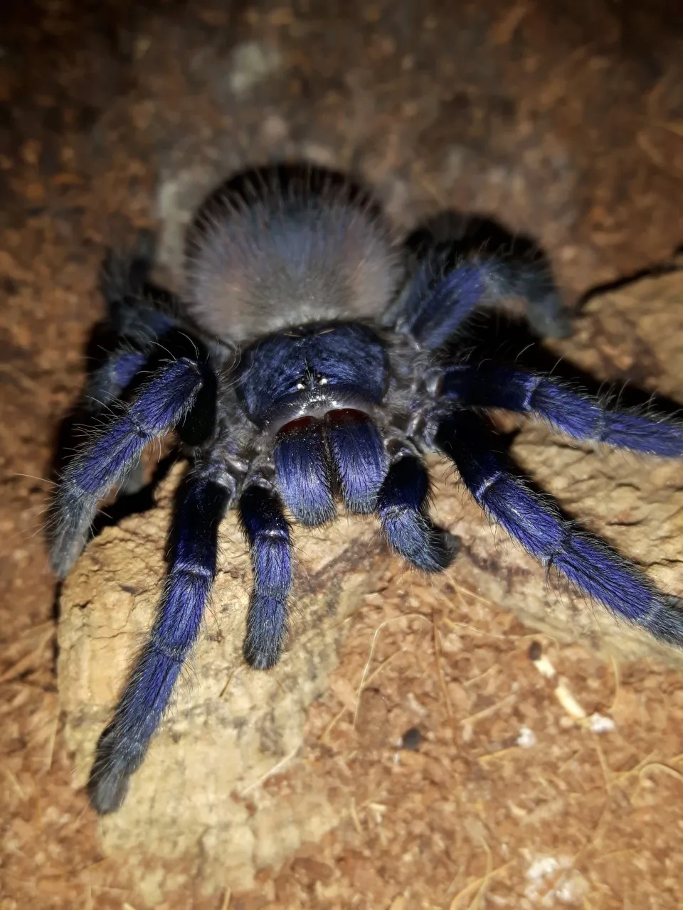 23675 brazilian blue tarantula handling