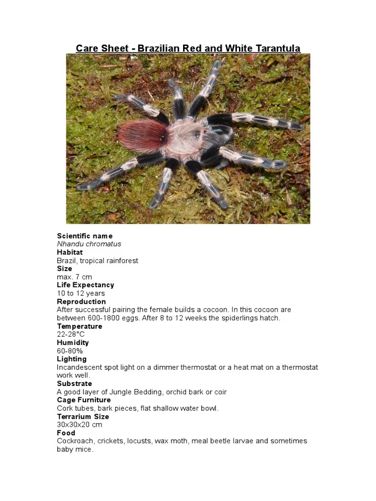 /img/23675-brazilian-blue-tarantula-health-issues.webp