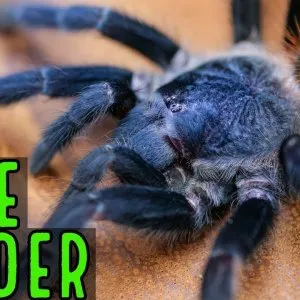 23675 brazilian blue tarantula substrate