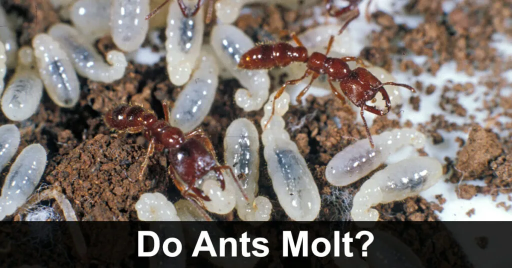 23679 ant control methods